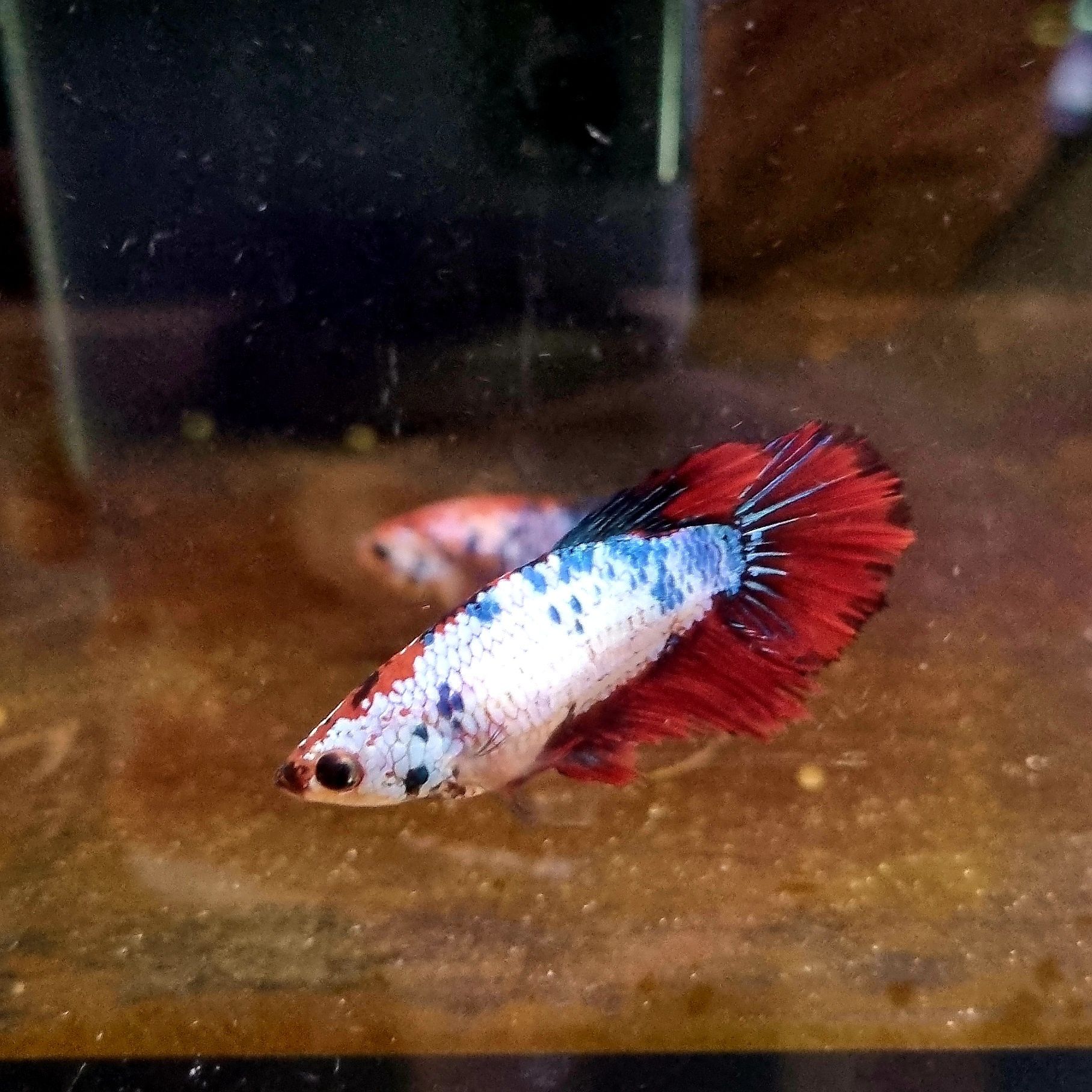 Bojowniki samice hm nemo
