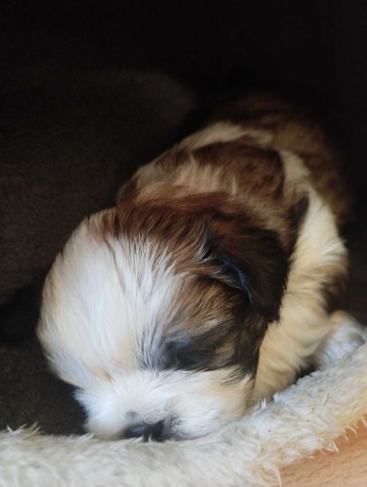 Shih Tzu uroczy piesek tricolor z trzypokoleniowym rodowodem