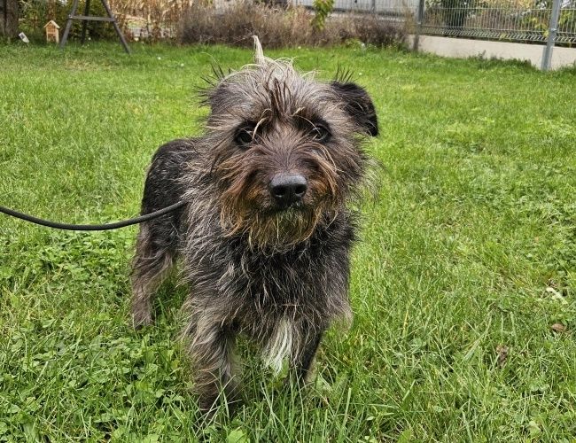 Szałwia do adopcji!