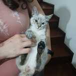 3 meses Gatinhos para oferecer bem estimados bonitos
