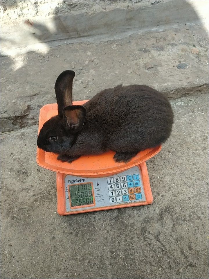 Продам кроликів простяків
