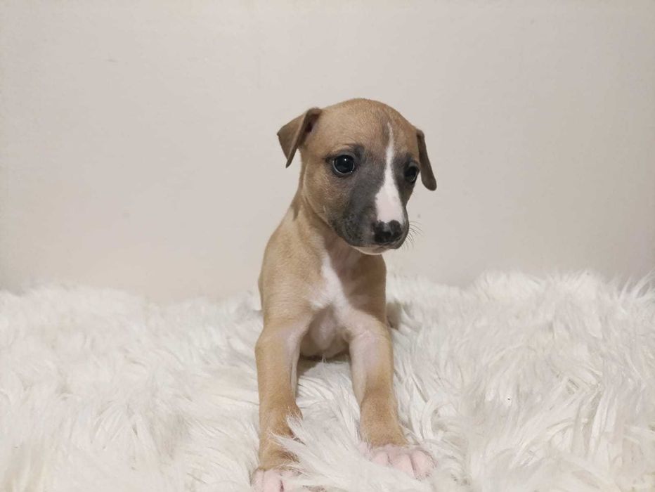 Szczeniaczek - suczka chart angielski Whippet (ZKwP)