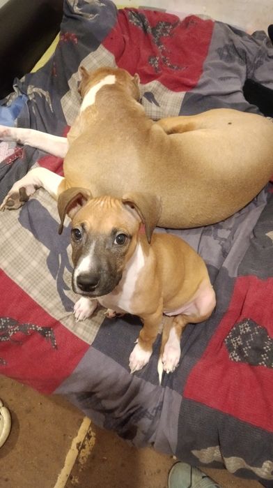 Продам щенков питбуля