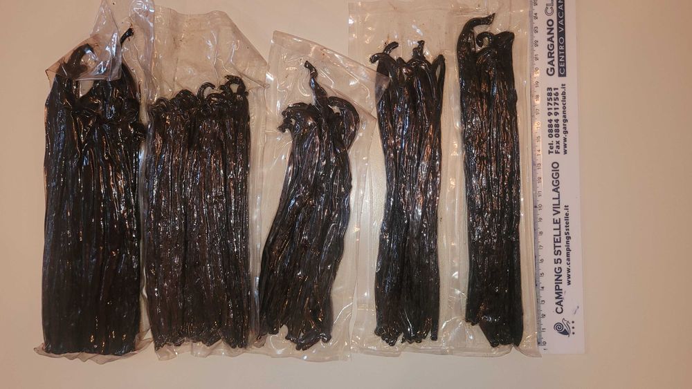 Wanilia Bourbon z Madagaskaru świeża listopad 2025 (0,7kg) 17-22 cm