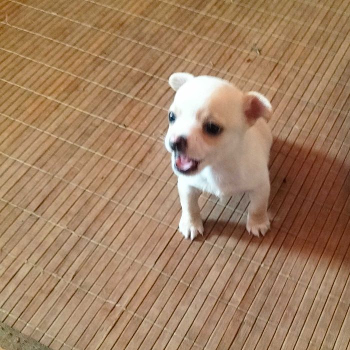 Chihuahua mini macho