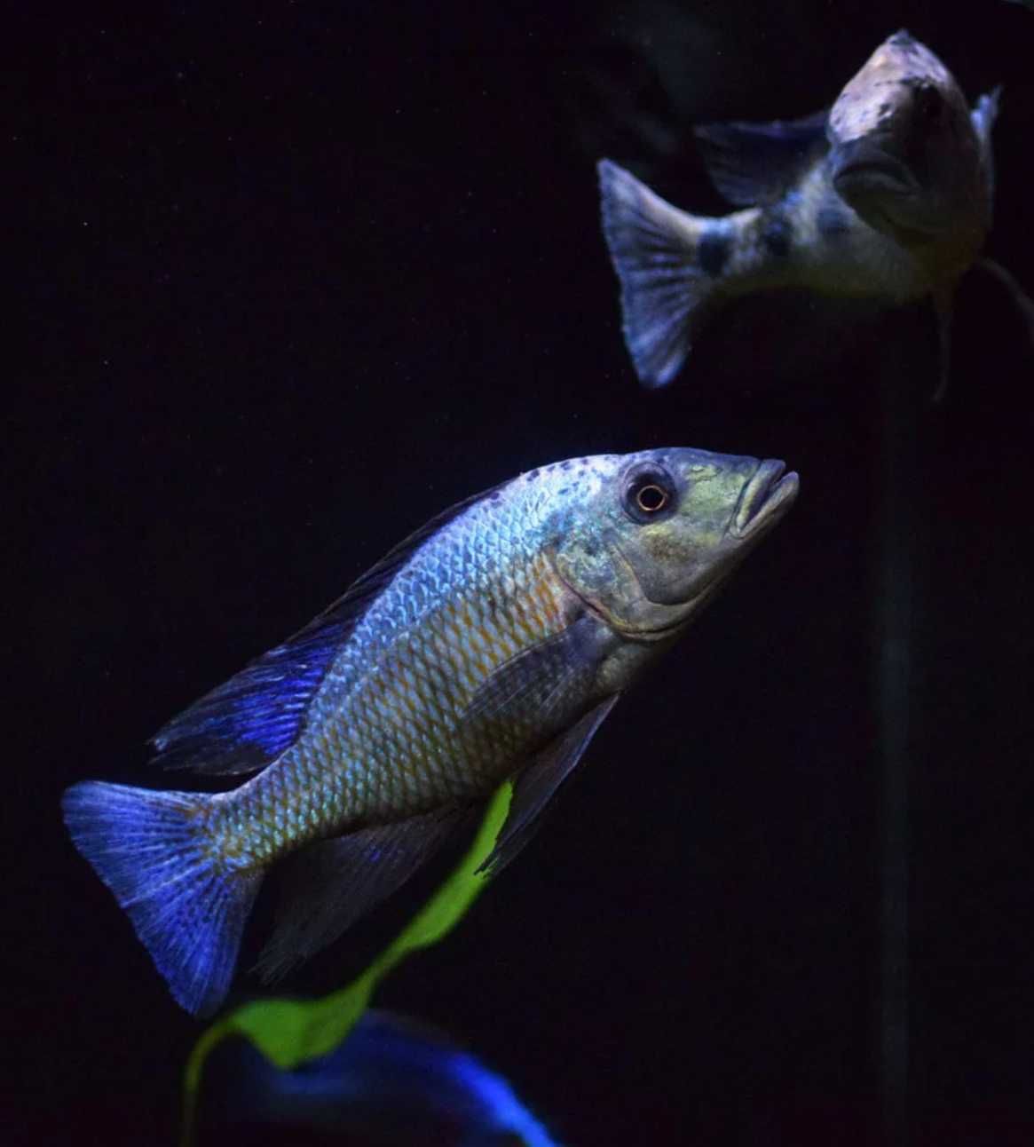 Fossorochromis rostratus - dowozimy, wysyłamy