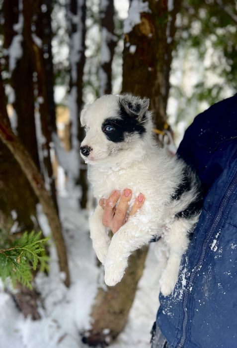 pies LABUBU Border Collie ZKwP(FCI) szczeniak blue-merle