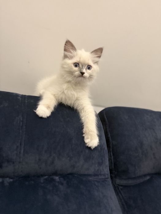 Kotka rasy Ragdoll z rodowodem 4 pokoleniowym.