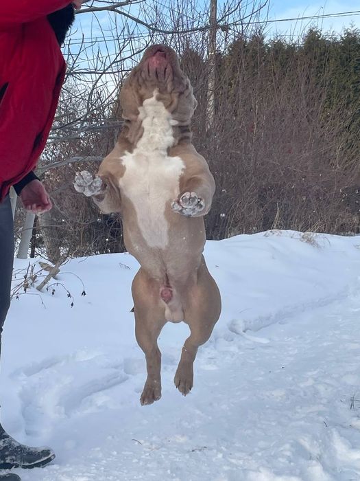 American Bully poket