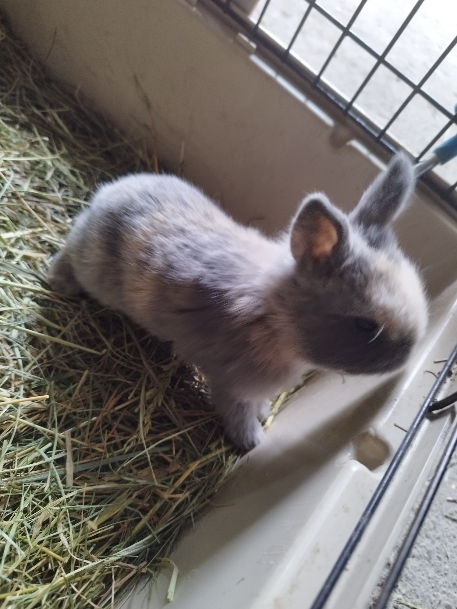Króliczki miniaturki