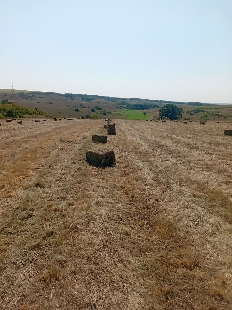 Продам люгове сіно 2025р