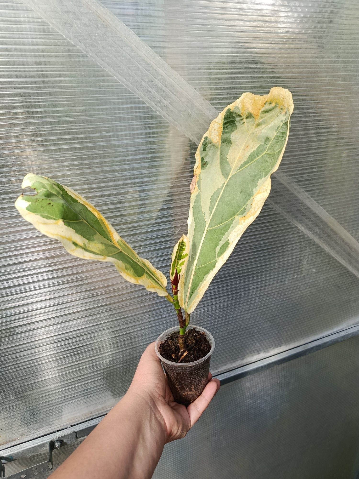 Фікус ficus lyrata variegata