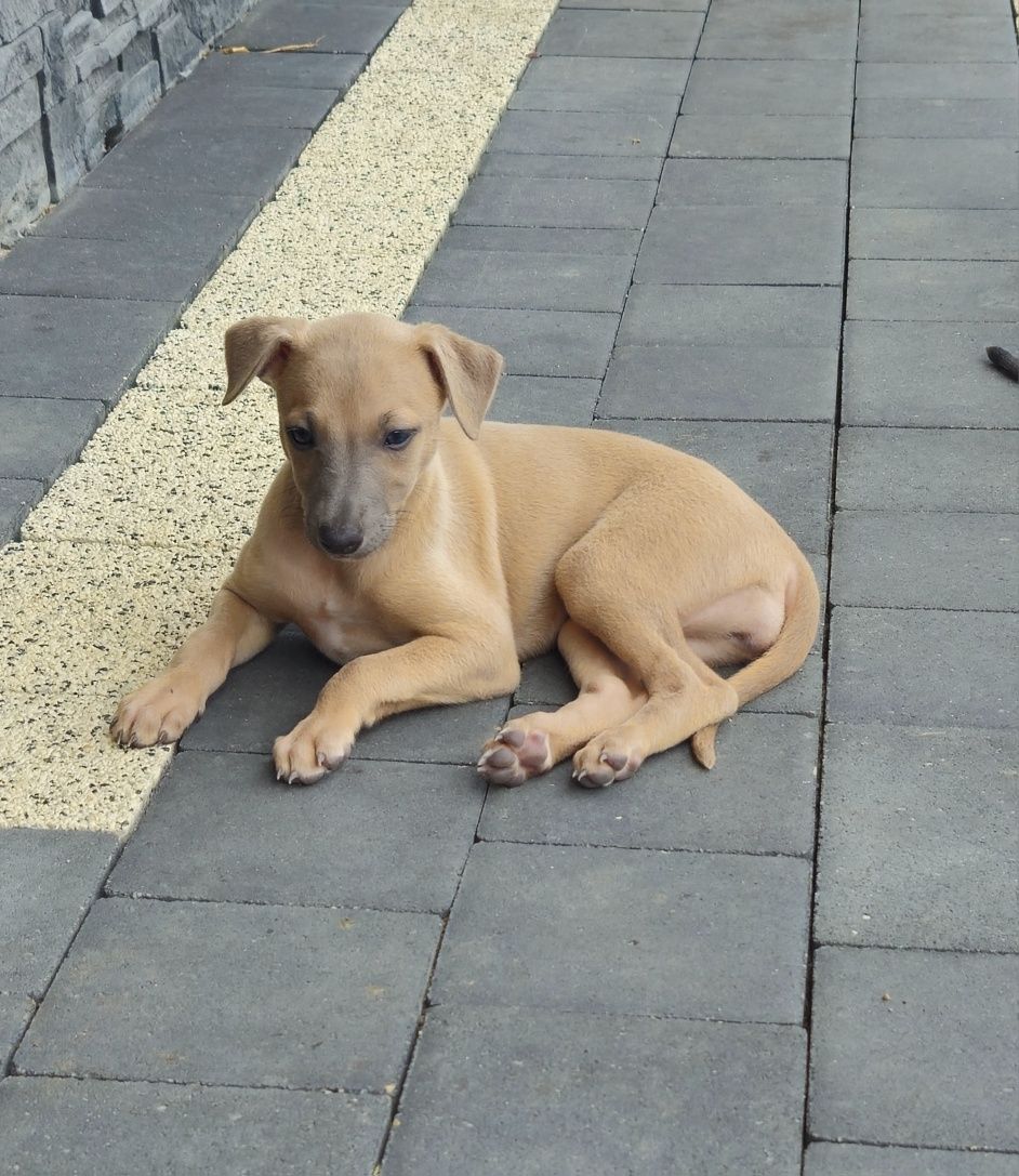 Chart angielski whippet suczka-Ania