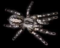 Poecilotheria regalis паук птицеед