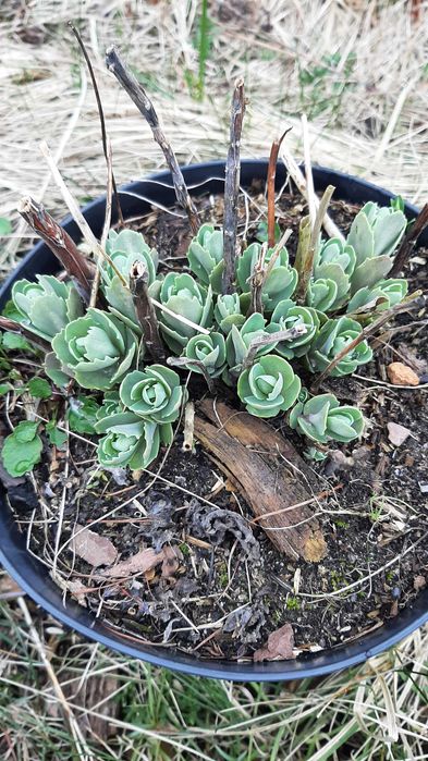 Kwiaty w donicy,zimujące idealne na ozdobe tarasu,ogrodu,na cmentarz.