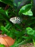 Pielęgnice Papuzie blue tiger