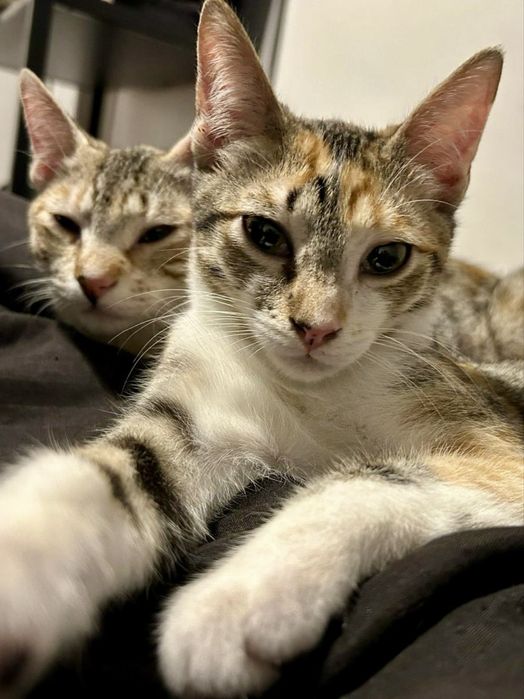 2 Bebés fêmeas para adoção responsável