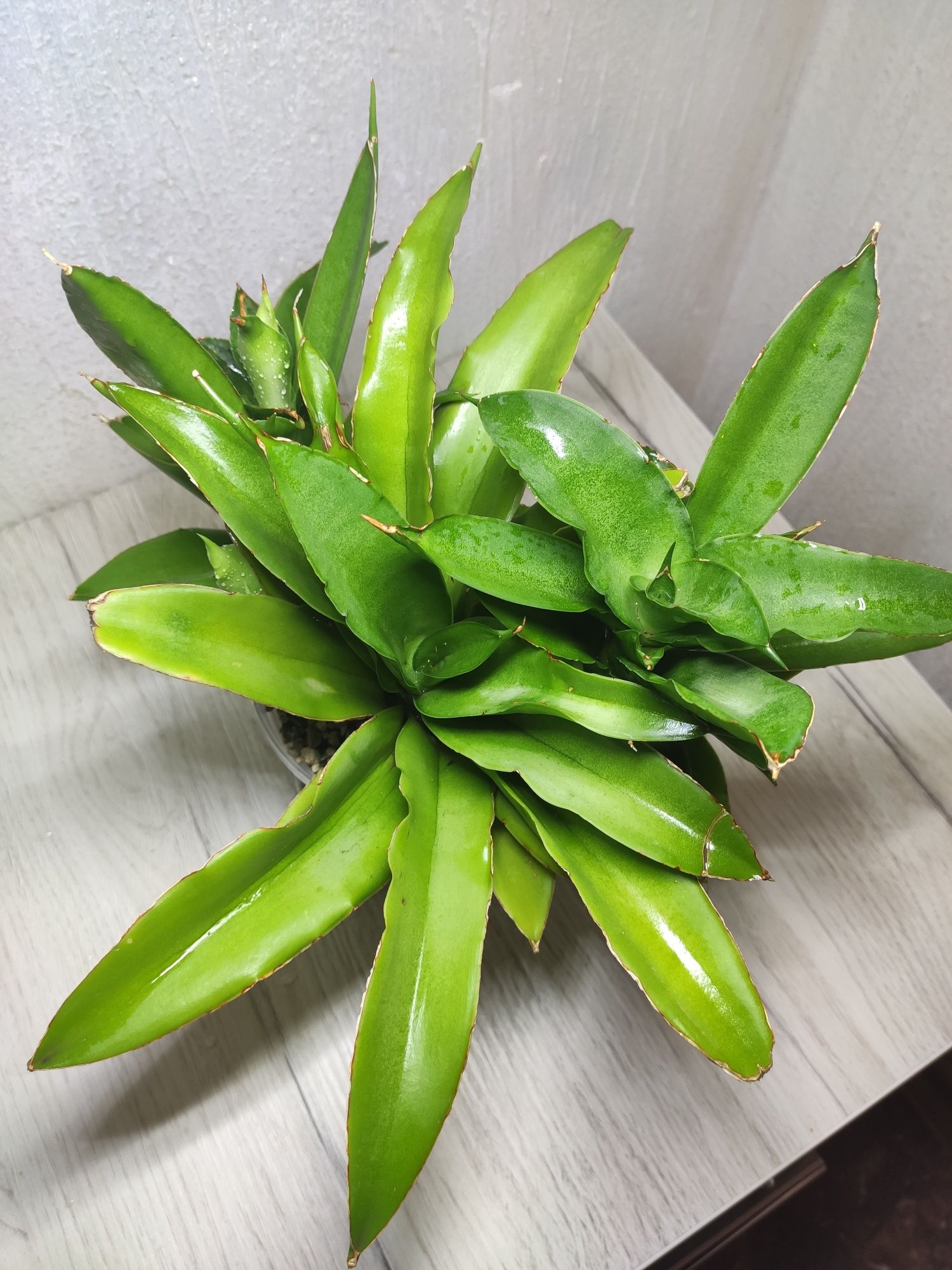 Сансивьера Star Iguana