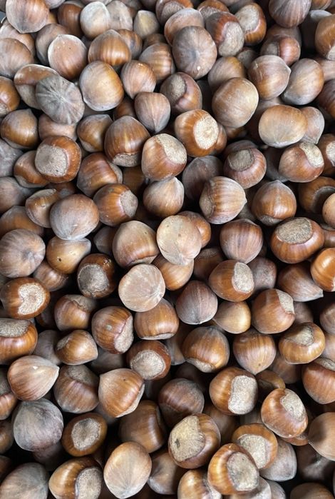 Orzechy laskowe 15 kg zbiór 2025