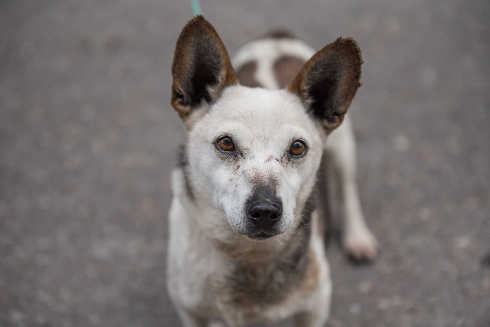 LOJA - cudowna dojrzała łagodna sunia do adopcji