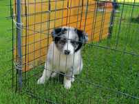 owczarek australijski piesek blue merle