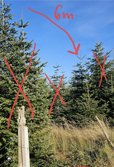 Jodły - Choinki do Kościoła