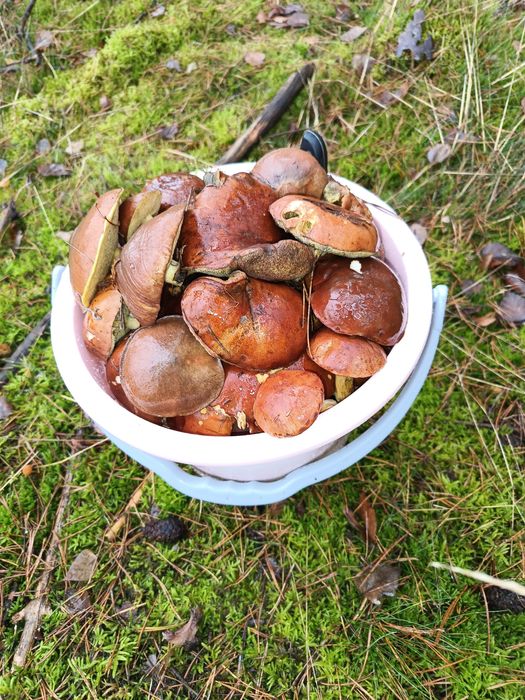 Świeże grzyby plus dodatek