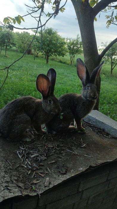 Króliki olbrzym belgijski