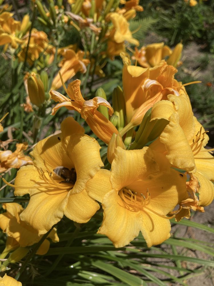Funkia hosta ozdobne liście, liliowce niebieska trawa i inne