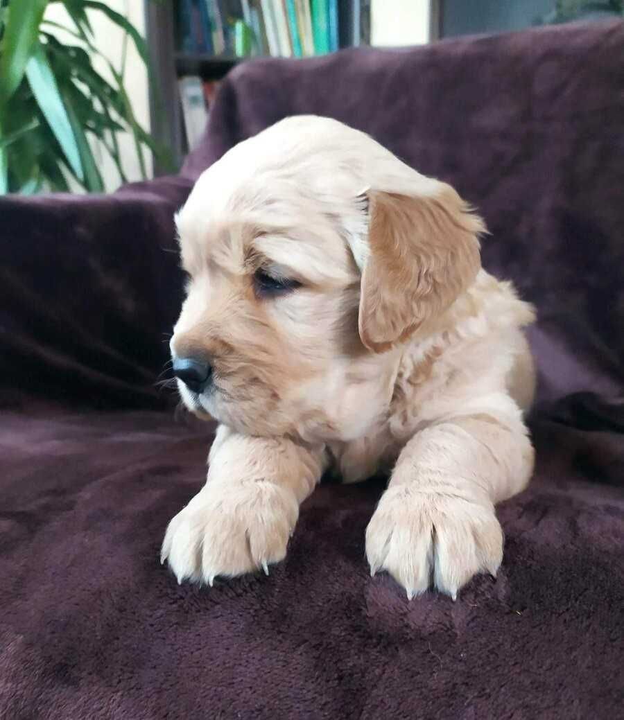 Golden Retriever Macho - Pedigree Excelente - Despistes de displasias