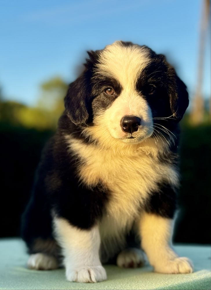 Amerykański owczarek miniaturowy- MAS - Mini Aussie- piesek FCI