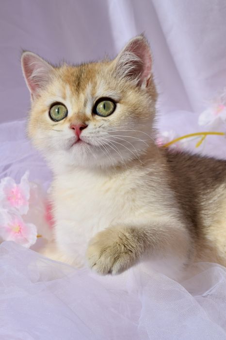 Золота Шиншила. Золотая шиншилла. Британські кошенята