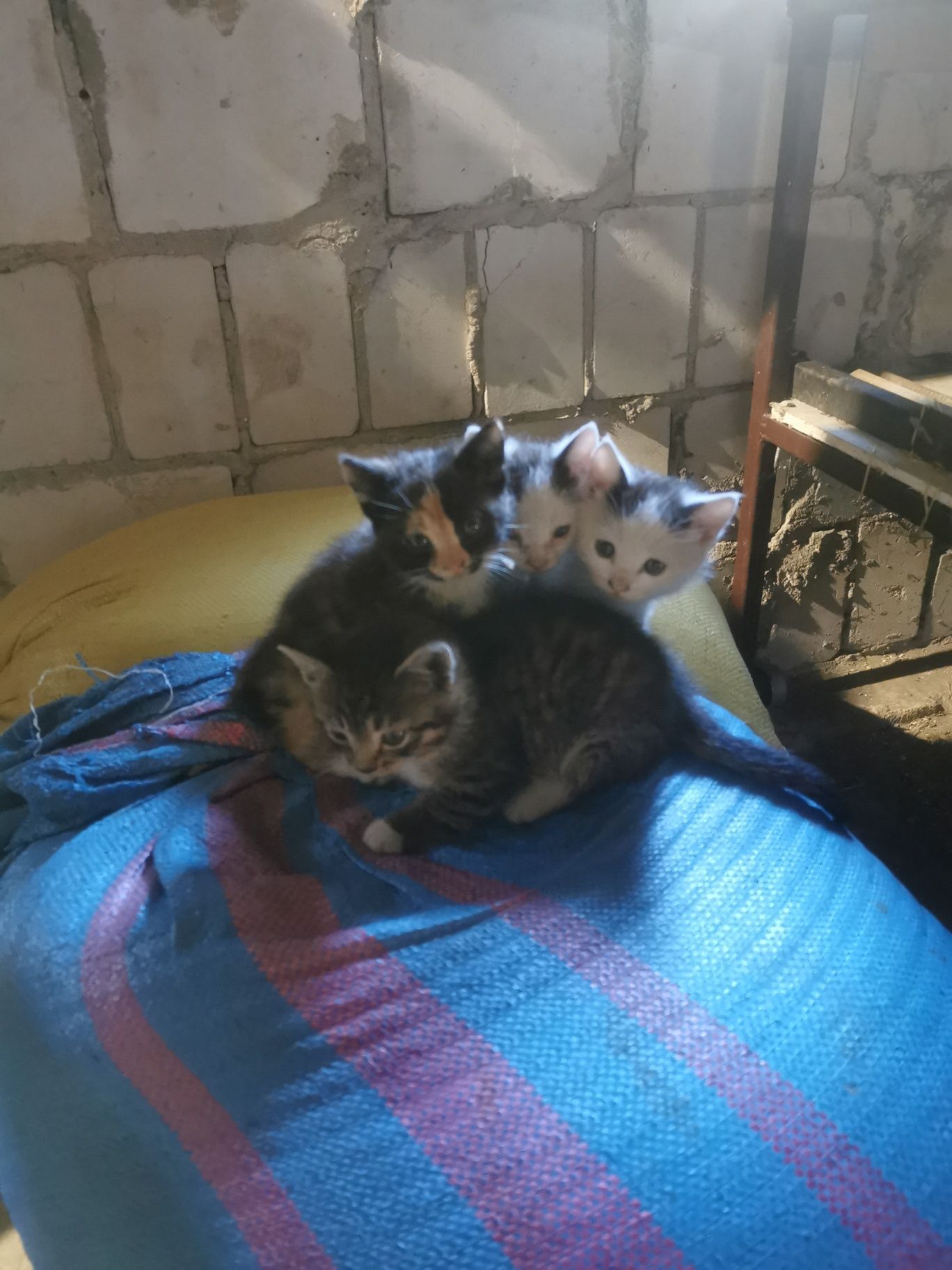 Oddam kocury w dobre ręce