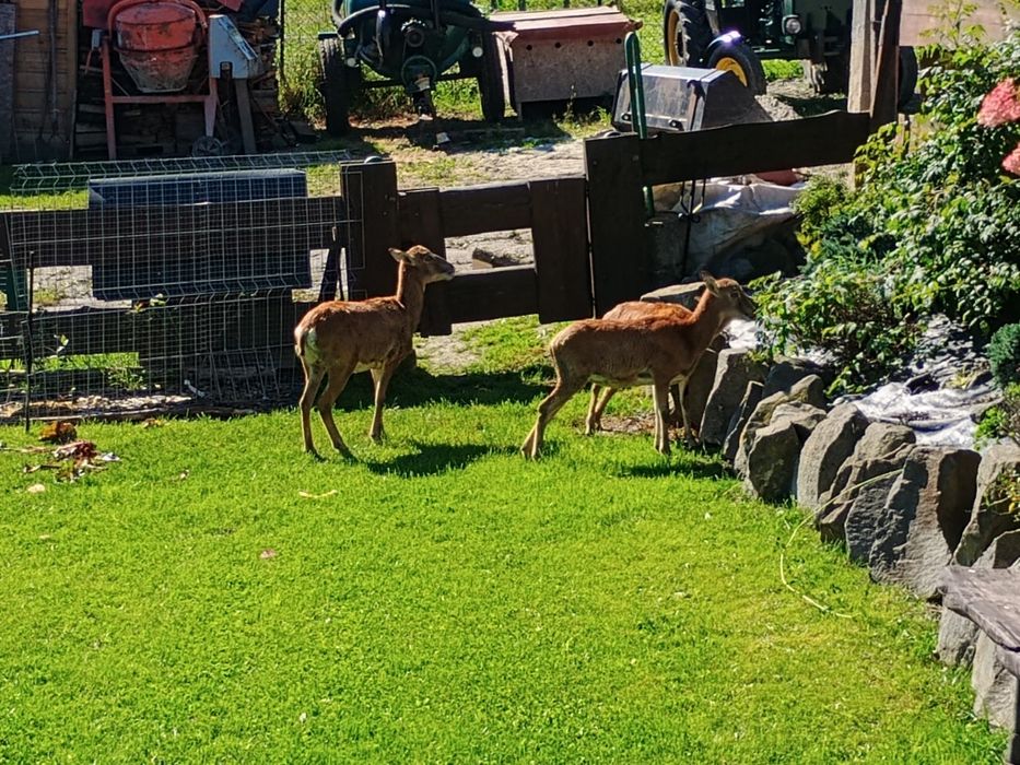 Muflony/owce/kameruńskie/