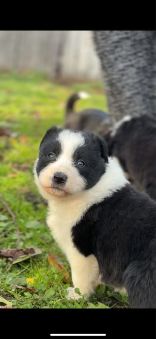 Szczeniak Border Collie piesek biało czarny