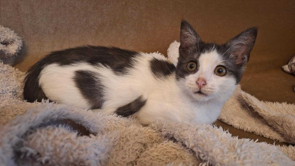 maly kociak do oddania