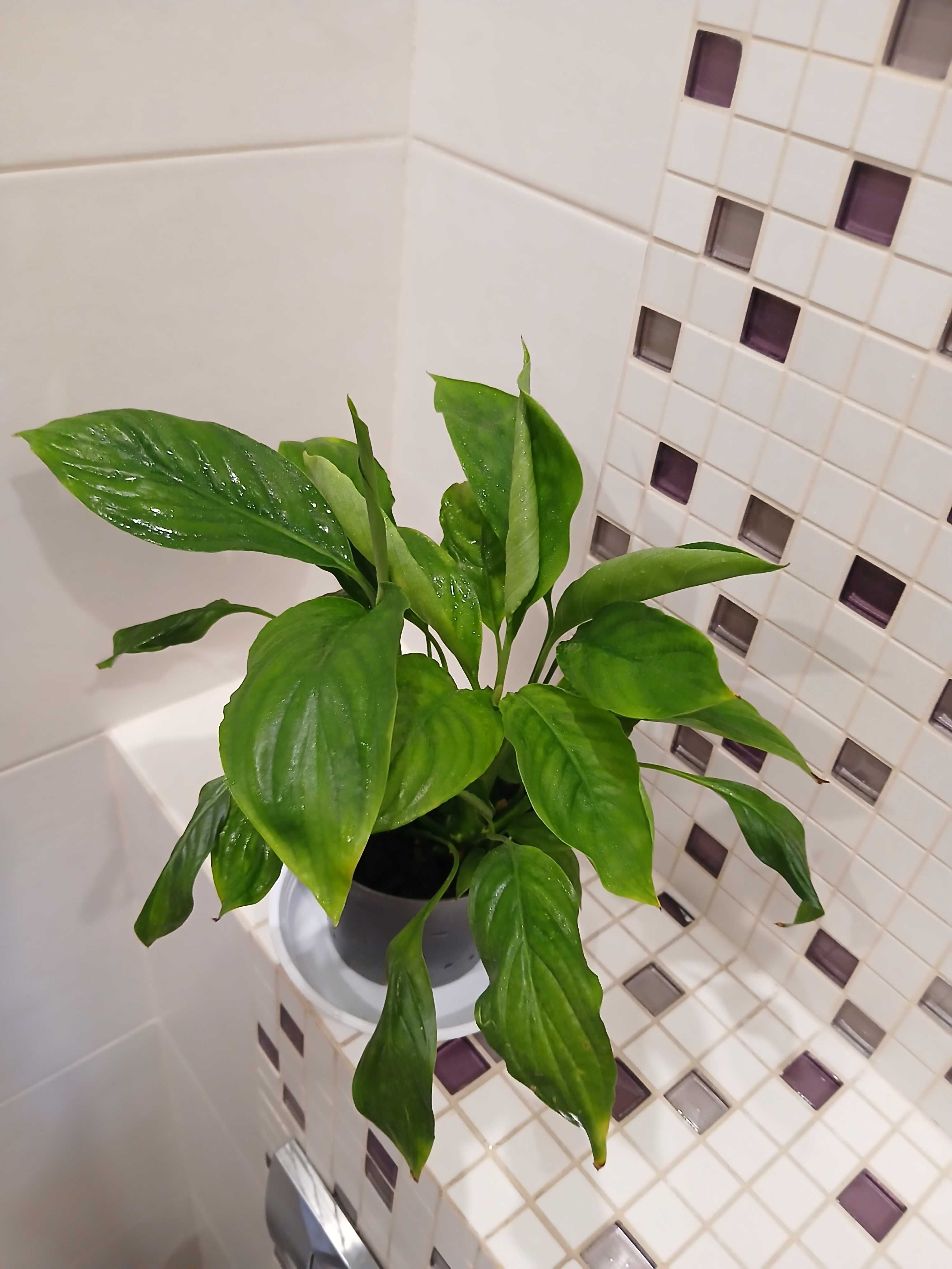 Skrzydłokwiat  (Spathiphyllum)