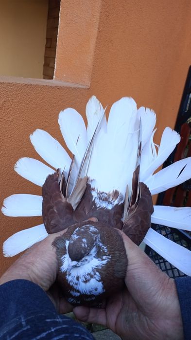 Sprzedam gołębie orlik polski