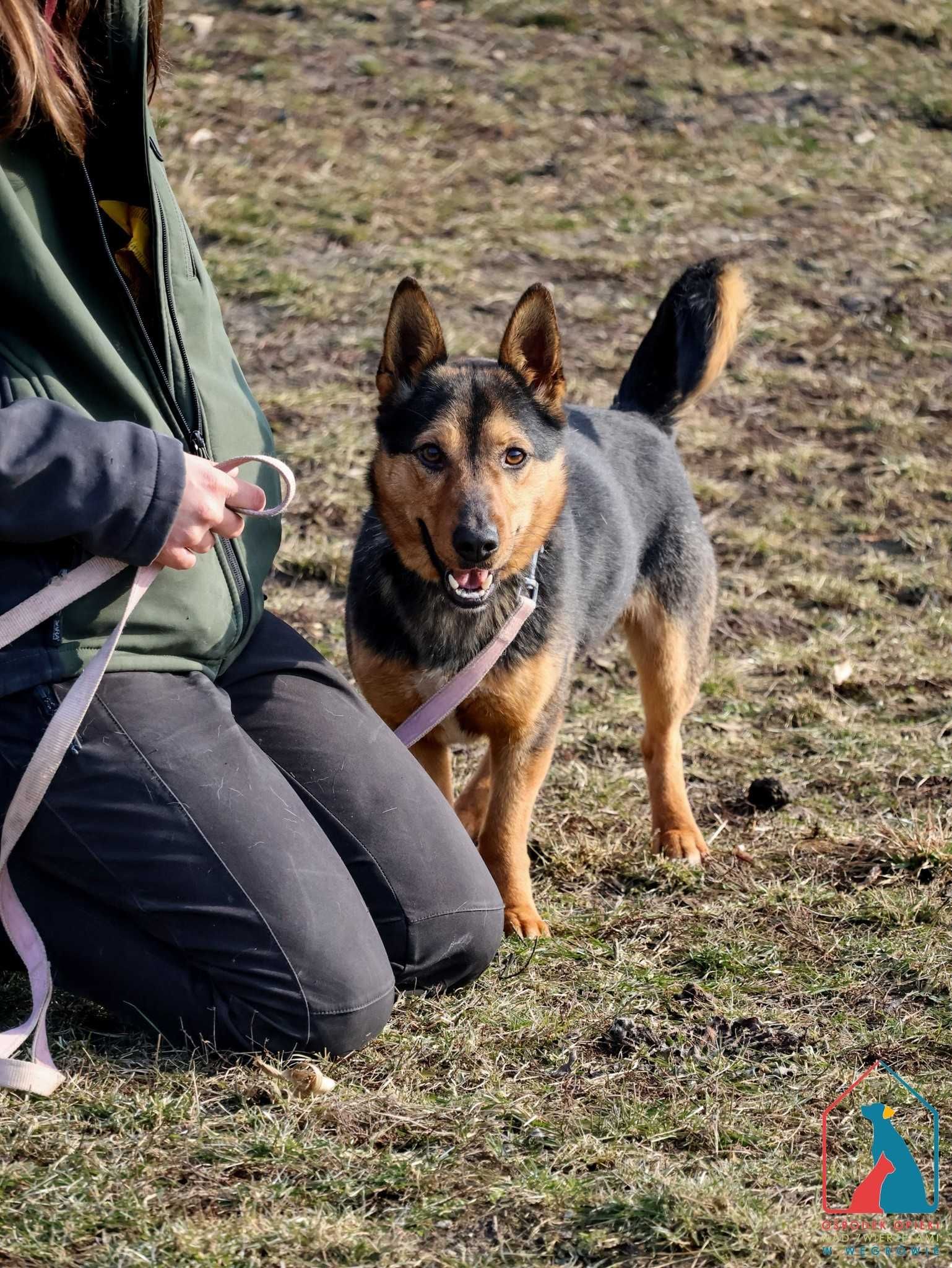 MŁODY, 13 kg, wesoły i towarzyski, lubi bawić się piłką, kocha ludzi