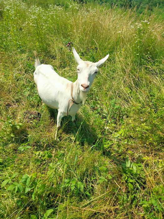 Хочу продати зааненську козу