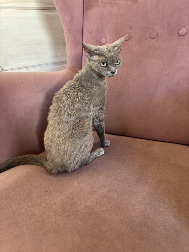 Kotka Devon Rex szuka swoich ludzi