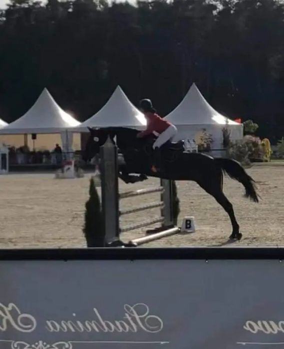 Klacz do hodowli/koń profesor