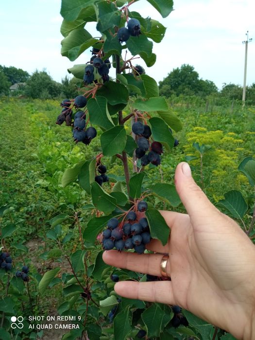 Саджанці ірги канадської