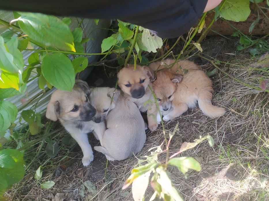 Терміново песики маленькі будуть