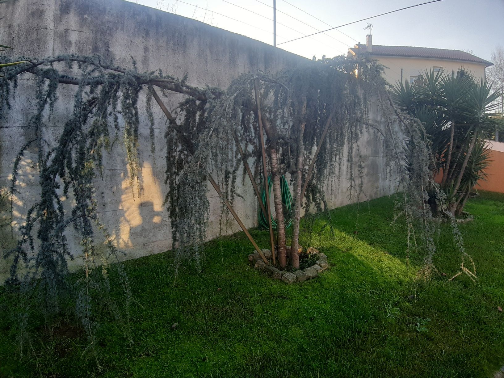 cedros pêndula muito bonito