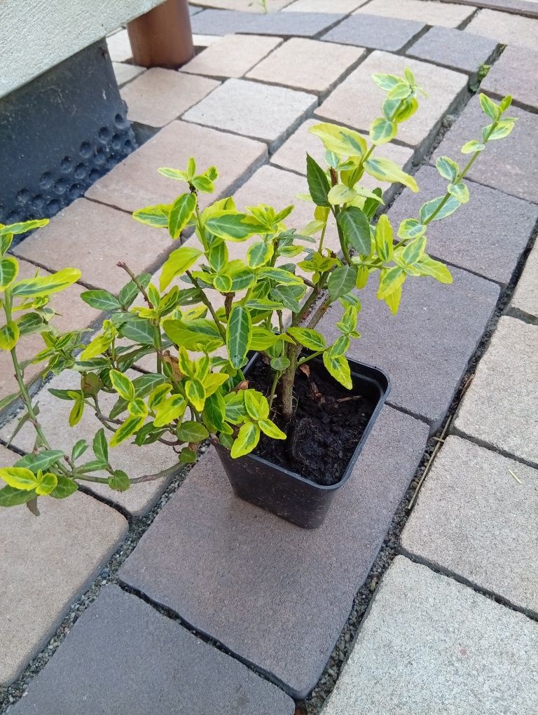Trzmielina sadzonka