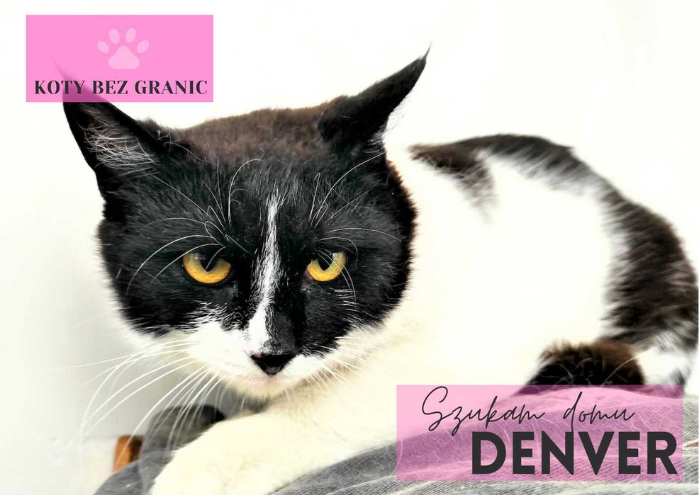 DENVER, porzucony potrzebuje bezpiecznego schronienia i miłości!