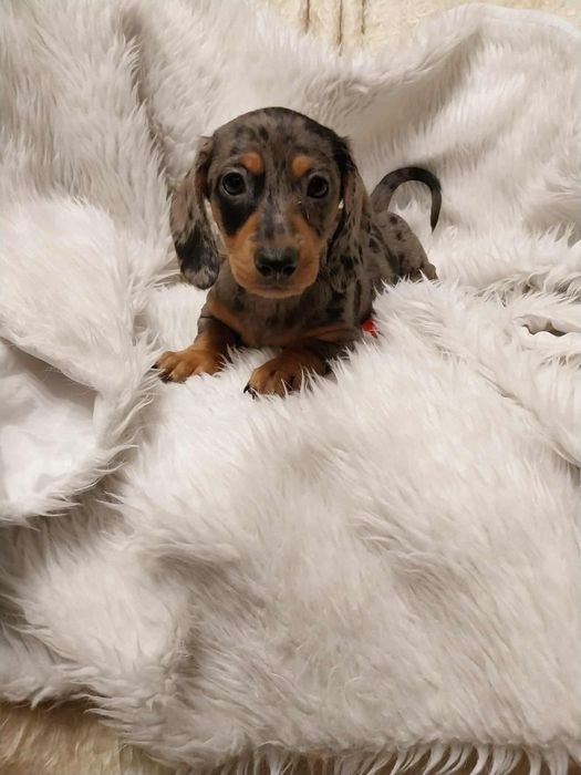 Jamnik suczka merle !