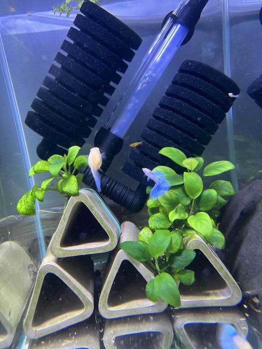 Gupiki albino blue topaz