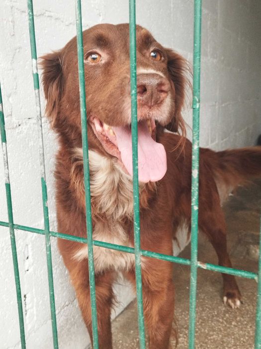 CHARLIE BROWN (Macho, Adulto) Para Adoção